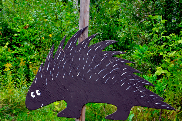 a porcupine